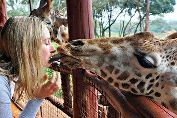 Nairobi Airport Layover Tour Giraffe Center