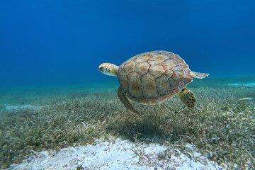 Aruba Turtle Spotting Snorkeling Adventure
