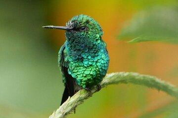 Mindo Cloud Forest Day Tour from Quito