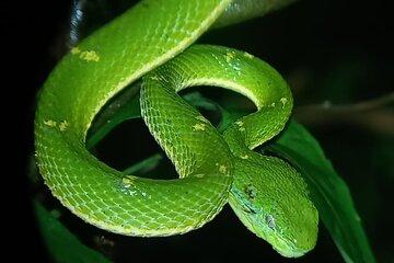 Small Group Night Walk in Monteverde