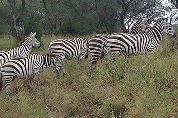 1 Day Nairobi National Park and Giraffe Centre Tour