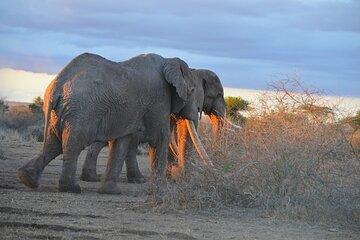 Amboseli 2 night budget safari