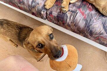 Coffee Cake and Cuddles with Rescue Puppies in a Sea View Villa