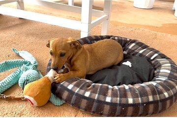 Puppies and Movies: A Feel-Good Film Night with Rescue Pups