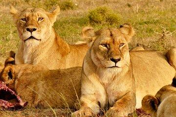 Nairobi National Park Daily half day Game drives