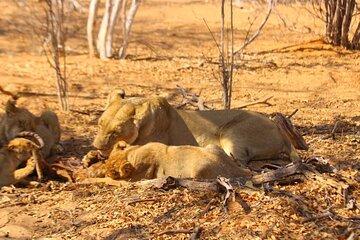 Chobe National Park Full Day Safari Tour