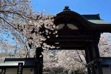 Sapporo City Cherry Blossom Private Sightseeing Tour