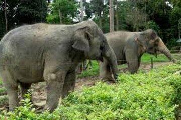 Full Day Elephant Sanctuary Tour with lunch Local food