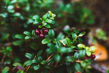 Summer Northern Berry and Mushroom picking experience