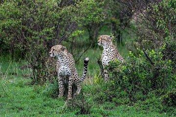 Maasai Mara Lake Nakuru and Amboseli Safari Multi Day Trip