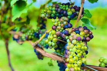 Private Kelowna Sip Tour