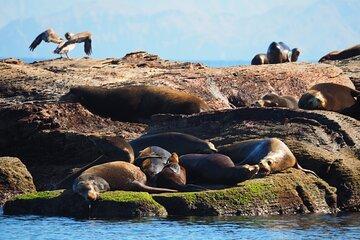 Coronado Island Visit and Sea Lions Swimming