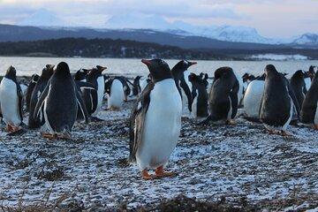 Hammer Island Hiking and Navigation in the Beagle Channel