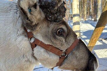 Rovaniemi Reindeer Safari 1hour and Farm Visit