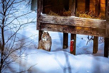From Rovaniemi: Tour to Ranua Zoo+Lunch