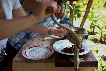Cocoa Workshop and Permaculture Tour in Essence Arenal