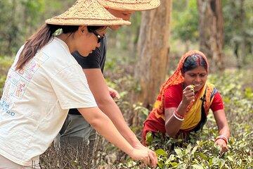 Tea Plantation and Rainforest Tour with Tribal Life in Sreemangal