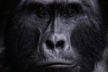 2 Days Uganda Gorilla Trekking in Bwindi via Kigali Rwanda