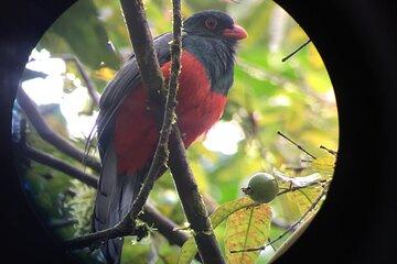 Morning Bird Watching in Essence Arenal