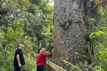 WAIPOUA FOREST Tane Mahuta & KAURI MUSEUM Day Tour from Auckland