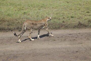 2 Days Safari Adventure in Tanzania