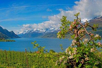 Cider tasting Tour in Hardanger