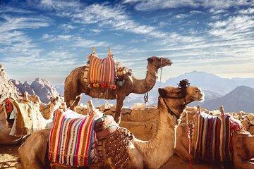 Unlock Riyadh Discover at Your Own Pace with Our Digital Guide