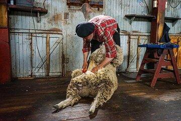 Full Day Land of Sheep Experience Tourism