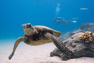 Scuba Dive at Electric Beach
