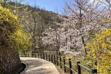 Ansan Jarak-gil Trail and Makgeolli Seoul Hike Experience