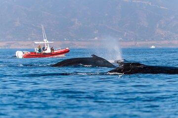 Open Boat Whale Watching
