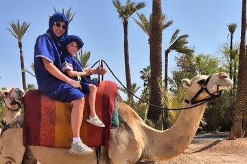 Dromedary at the Palmeraie of Marrakech