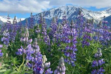 Anchorage Glacier And Wildlife Tour