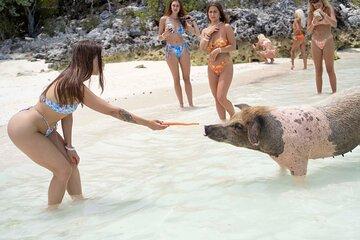 Piggy Splash Dash Of Rose Island Group Tour