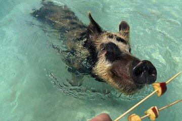 Creative Eco Adventures Swimming Experience with the Pigs