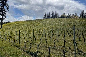 Sommelier Guided Wine Tours of SF Wine Country