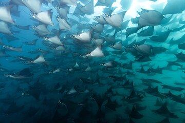 Mobulas and Cetaceans Day Trip