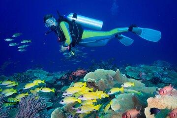 Side Scuba Diving for Beginners with Lunch and Transfers
