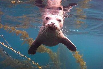 La Jolla Cove Guided Snorkeling Tour with Sea Lions and Sea Caves