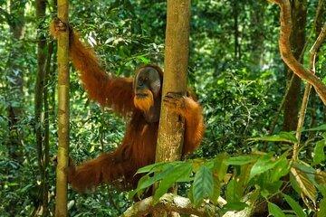 Sumatran Safari Bukit Lawang Jungle Trek