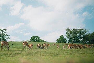 Discover the Timeless Charm and Natural Beauty of Nara