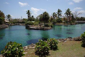Turtle Center, Starfish, Stingray, & Snorkeling(4-Stop Adventure)