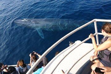 All Inclusive Mirissa Morning Whale Watching Boat Tour with Geeth