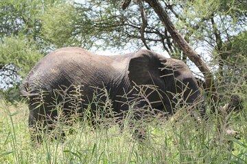 Day Trip Tarangire Safari
