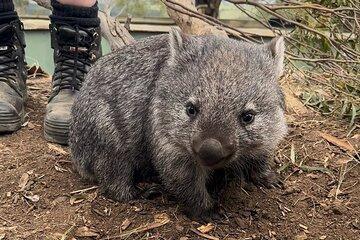 Tasmanian Wildlife and Mountain Shore Excursion