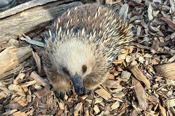 Explore Wildlife and Richmond Heritage Tour