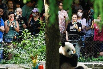 1 Day Panda Breeding Center Plus Chengdu City Tour