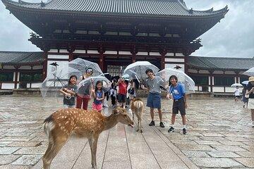 Private Story in Nara about Deer, Buddha, and You