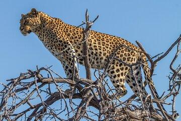 4 Day Etosha National Park