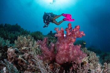 Multi Day Tour from Manado with Bunaken and Lembeh Dive